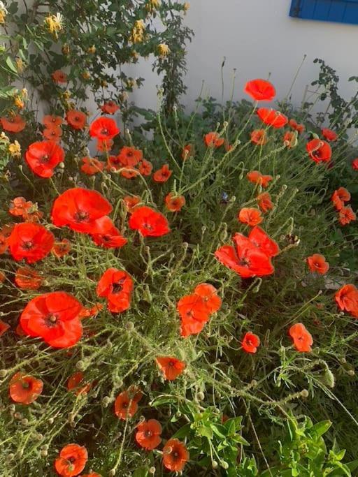 Maisonnette De Jardin Marseille Ngoại thất bức ảnh
